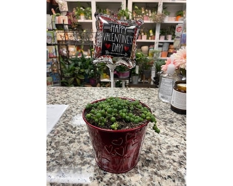 String of Pearls with a Treat Plant