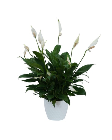 Peace Lily Plant in White Ceramic Container Plant
